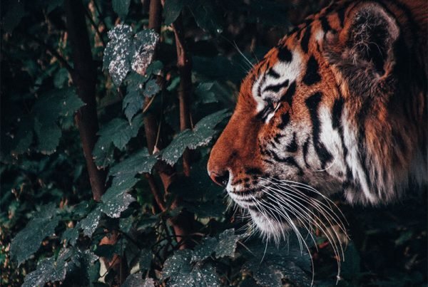 Porque tatuar tigres? Descubra - Minimal Ink